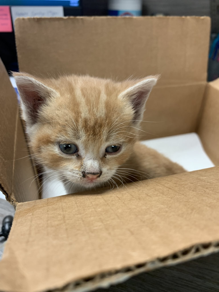 Une amitié à toute épreuve : l’histoire de Gordie le chat